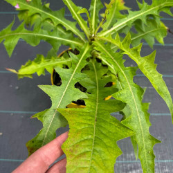 Sonchus acaulis