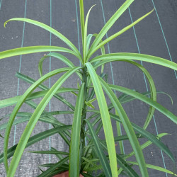 Podocarpus henkelii