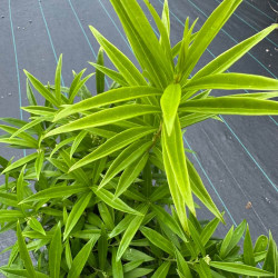 Sarcococca saligna
