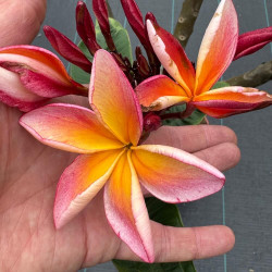 Plumeria rubra dulcemia