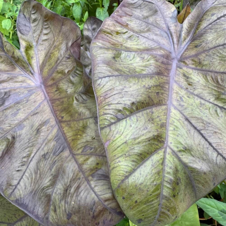 Colocasia Stealth Crypto®