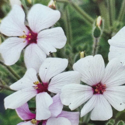 Geranium maderense album