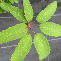 Schefflera fengii