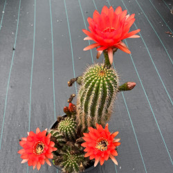 Echinopsis Huascha