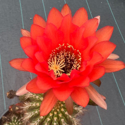 Echinopsis Huascha
