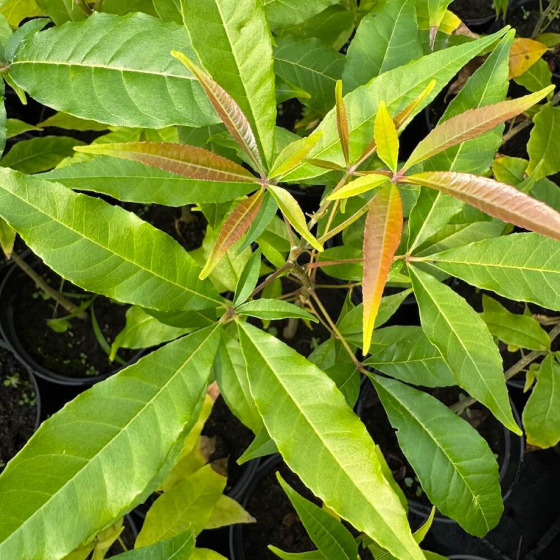 Casimiroa edulis