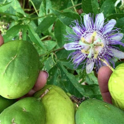 Passiflora incarnata IV