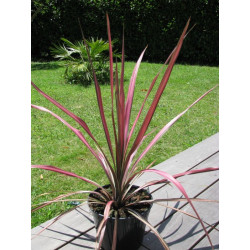 Cordyline australis 'pink stripe'