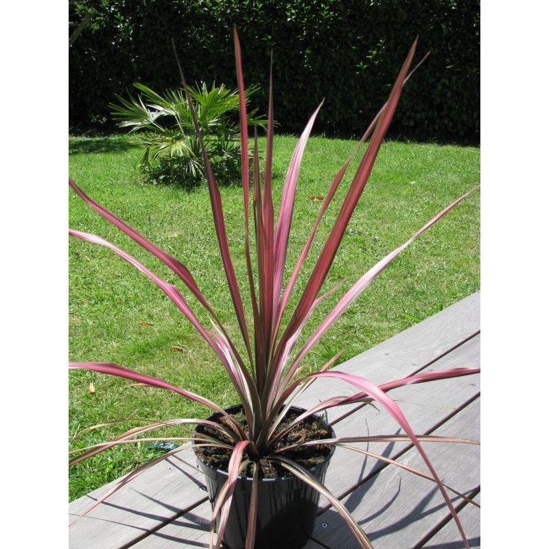 Cordyline australis 'pink stripe'