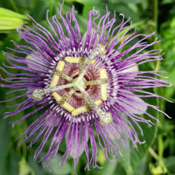 Passiflora incarnata IV