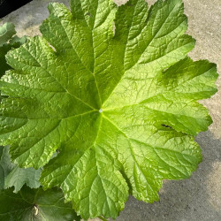 Darmera peltata