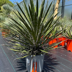 Yucca filifera 10 litres