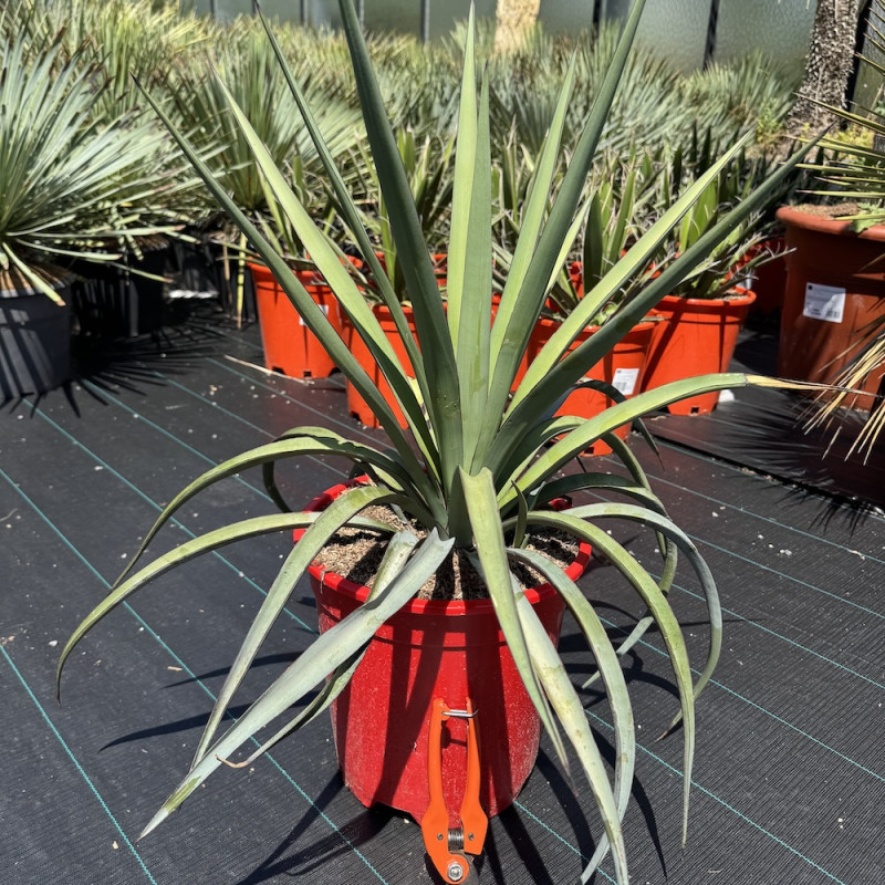 Yucca torreyi 10 l Yucca torreyi 10 l