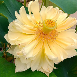 Nelumbo Autumn in Moling, Lotus jaune