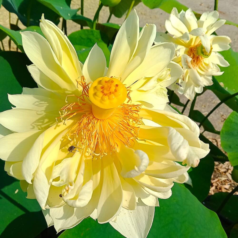 Nelumbo Autumn in Moling, Lotus jaune Nelumbo Autumn in Moling, Lotus jaune