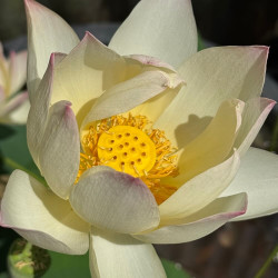 Nelumbo Green Maiden, Lotus