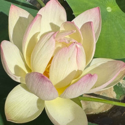 Nelumbo Green Maiden, Lotus