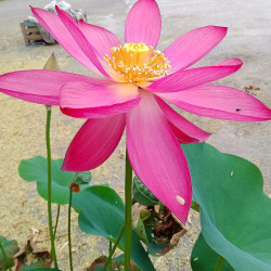 Nelumbo Endless Love, Lotus