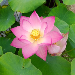 Nelumbo Princess Harper of TMC, Lotus