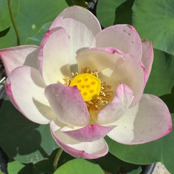Nelumbo Sing Birdie Sing, Lotus