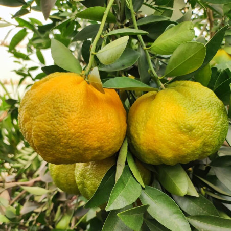 Citrus x Tangelo Ugli