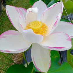 Nelumbo alba striata, Lotus