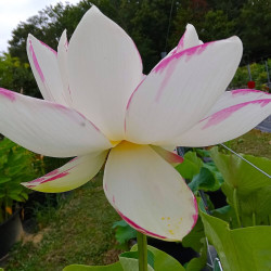 Nelumbo alba striata, Lotus