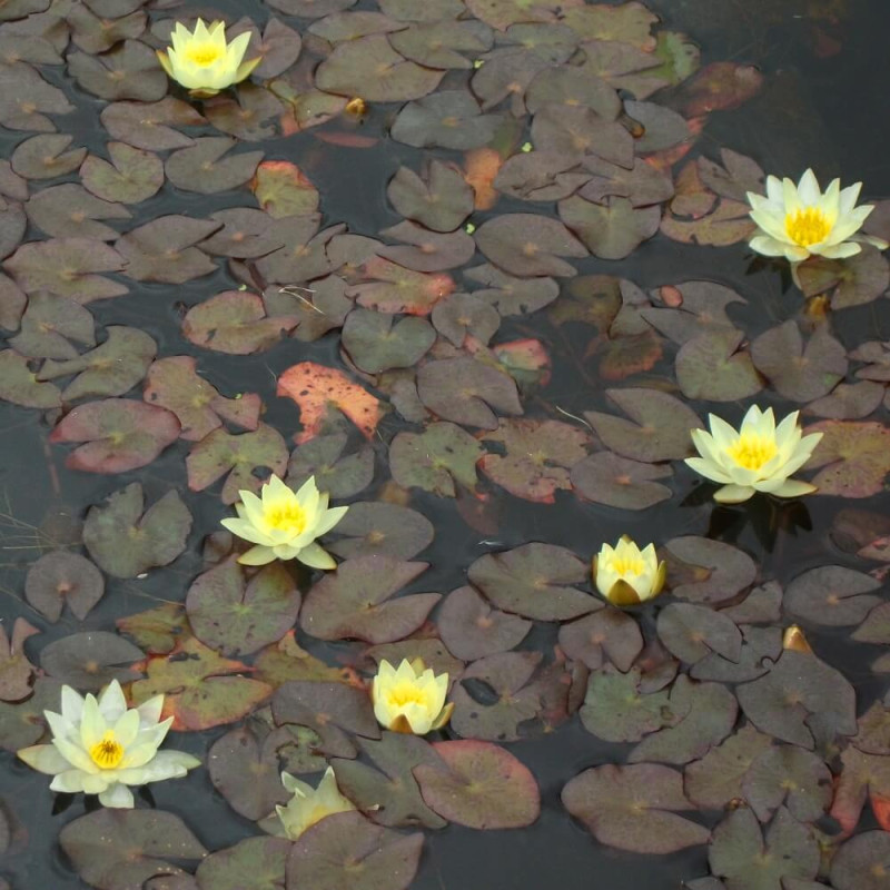 Nymphaea pygmaea Helvola, nénuphar Nymphaea pygmaea Helvola, nénuphar