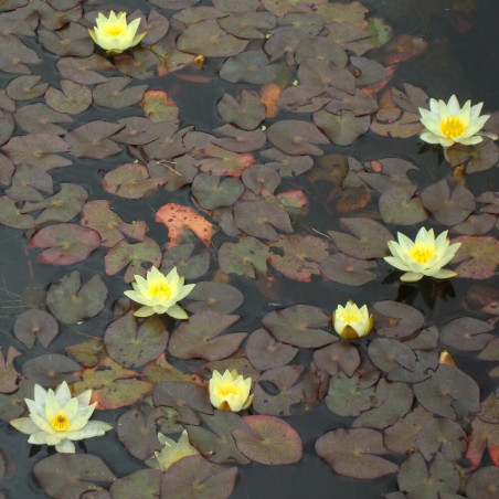 Nymphaea pygmaea Helvola, nénuphar