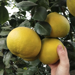 Citrus Melogold