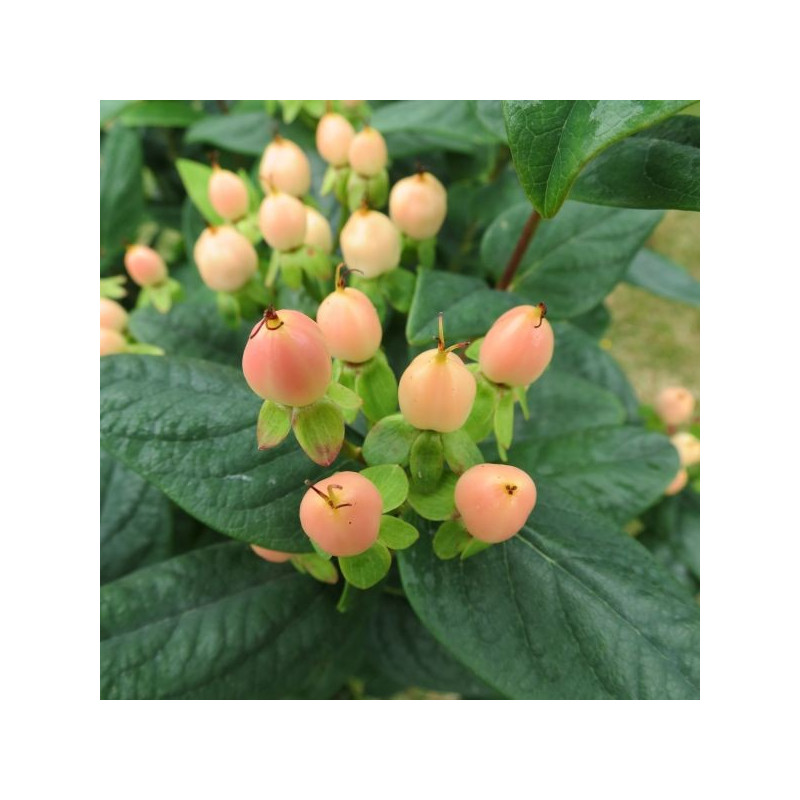 Hypericum 'orange gem' baies