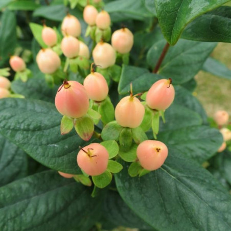 Hypericum 'orange gem' baies