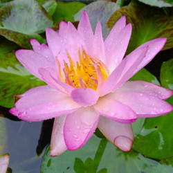 Nymphea Fay McDonald, nénuphar