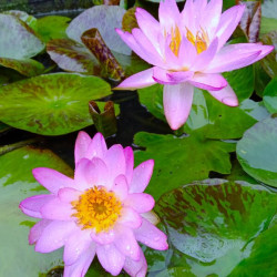 Nymphaea Fay McDonald, nénuphar