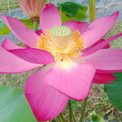 Nelumbo Osiris, Lotus