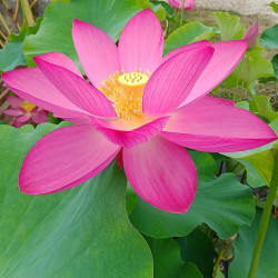 Nelumbo Osiris, Lotus