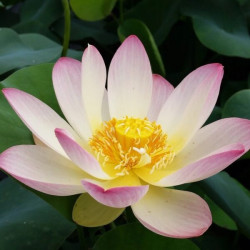 Nelumbo Princess Abby of TMC, Lotus