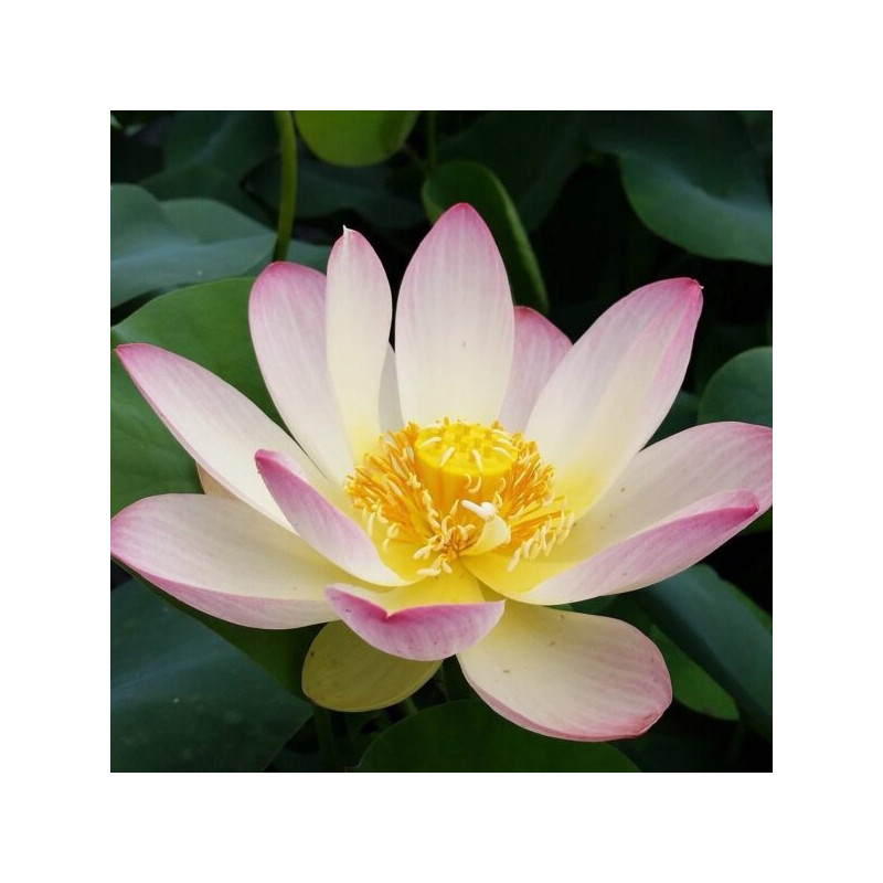 Nelumbo Princess Abby of TMC, Lotus Nelumbo Princess Abby of TMC, Lotus