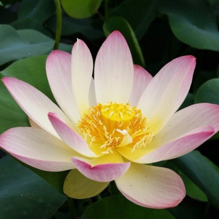 Nelumbo Princess Abby of TMC, Lotus