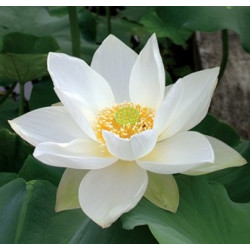 Nelumbo Hongbian Yudie, Lotus