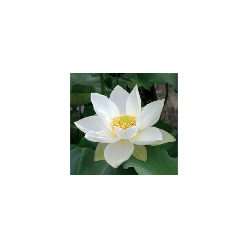 Nelumbo Hongbian Yudie, Lotus Nelumbo Hongbian Yudie, Lotus