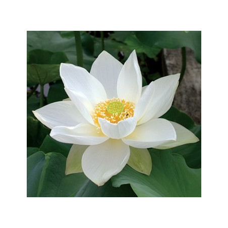 Nelumbo Hongbian Yudie, Lotus