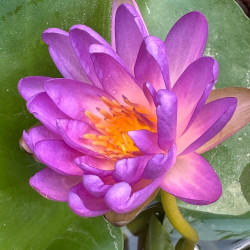 Nymphaea Fay McDonald, nénuphar