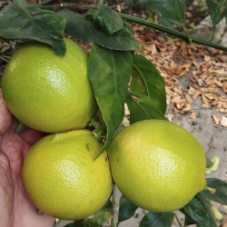 Citrus bergamia Calabria