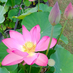 Nelumbo Heilongjiang Hong Lian, Lotus