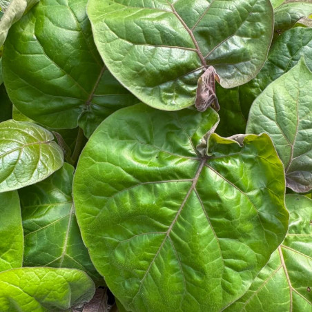 Cyphomandra betacea Yellow Fruit