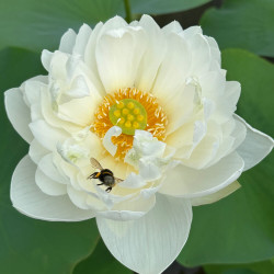 Nelumbo High Cotton, Lotus