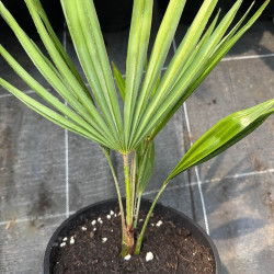 Trachycarpus sp. Kinla Hill