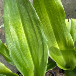 Tupistra nutans