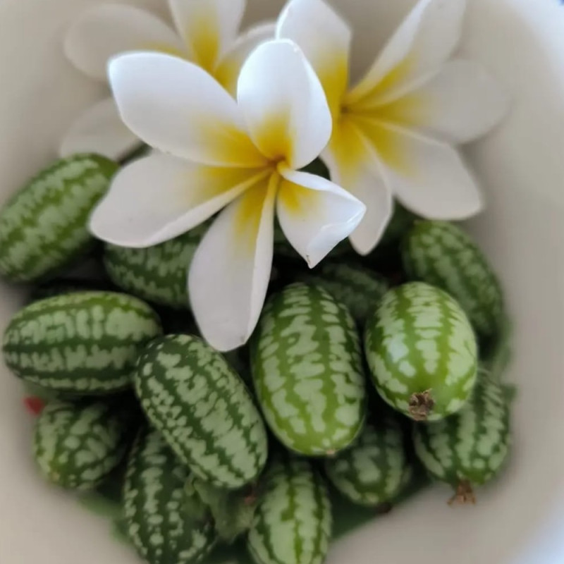 Melothria scabra, cucamelon Melothria scabra, cucamelon